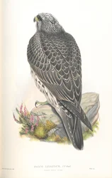 Illustrazione di Falco Islandus
